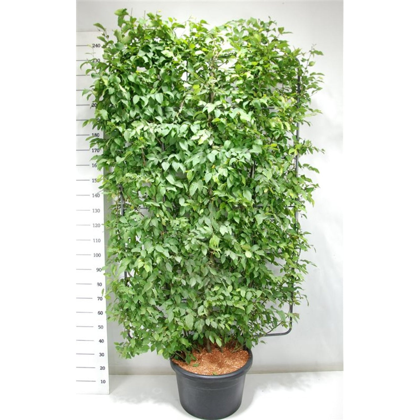Avenbok – Carpinus betulus - C60 200 cm. Scherm